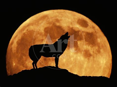 Wolf Howling At Full Moon Drawing