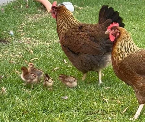 Welsummer Chickens - All About Raising Chickens