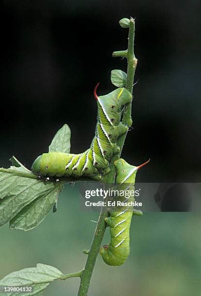 63 Tobacco Caterpillar Stock Photos, High-Res Pictures, and Images ...