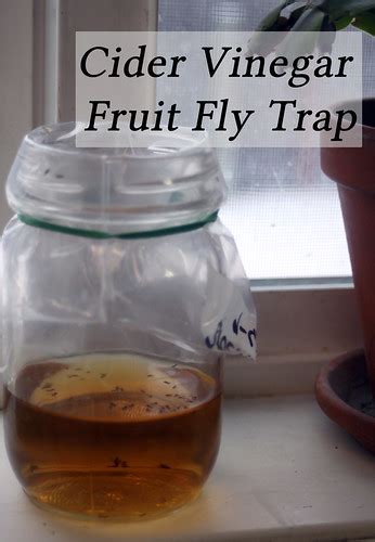 Cider Vinegar Fruit Fly Traps - Homespun Seasonal Living