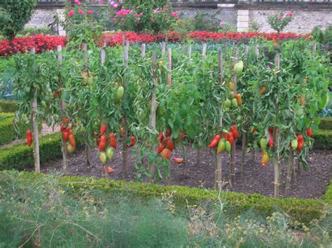 How To Grow Trellising Tomatoes