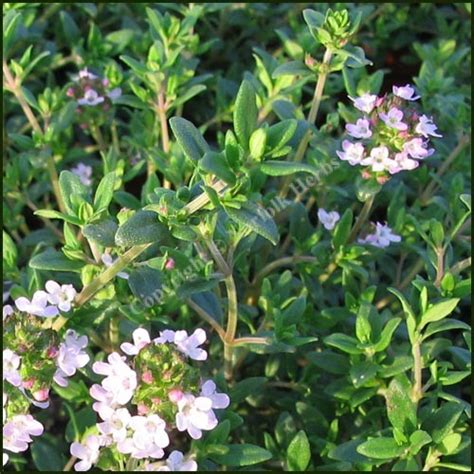 Buy Thyme, Garden - Common Thyme - Thymus vulgaris Norfolk Herbs