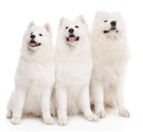 Samoyed Breeders Australia Samoyed Info And Puppies