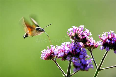 Feeding insects stock photo. Image of backgrounds, flowers - 21417122