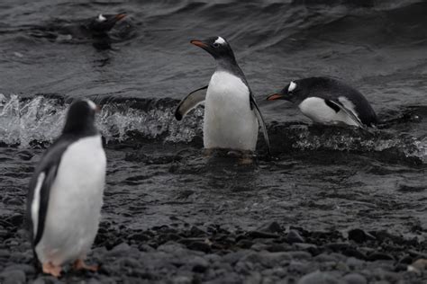 What's It Like to Study Penguins in Antarctica? - InsideHook