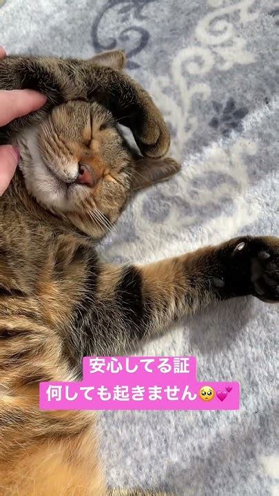 爆睡ルナちゃん🐈 ねこのいる生活 猫 爆睡ネコねこ るなちゃんきじとら猫 ネコ部猫部癒し Youtube