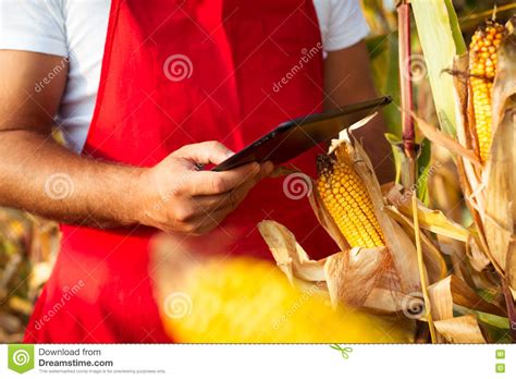 Farmer In Cornfield Using Electronic Tablet Stock Photo Image Of