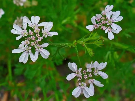 Coriandrum Sativum Cilantro