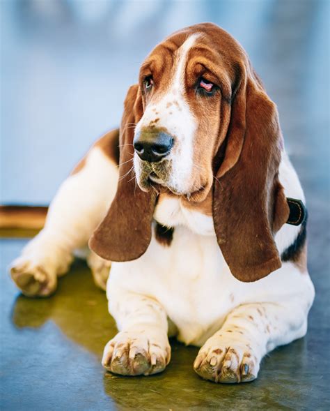 Casa Ofensa Insignificante Que Es Un Perro Sabueso Tristemente Adiós Rodear