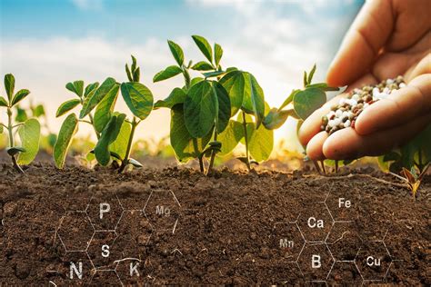 Macroelementos essenciais às plantas e solos saiba quais são eles