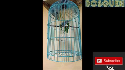 Extra Fooding Yang Cocok Bagus Buat Burung Lovebird YouTube