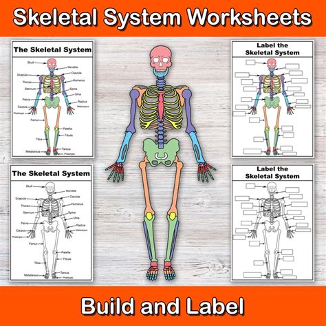 Build And Label The Skeletal System Anatomy Worksheets Biology