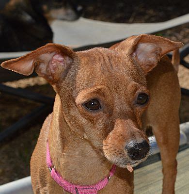 Boerne TX Dachshund Chihuahua Meet Poppy A Pet For Adoption