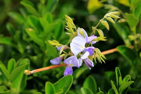 Creeping Plant: A Gardener's Guide - FlowersLib