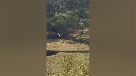 Peacock Running 🦚🦚🦚🦚🦚our National Bird 🦚 Youtube