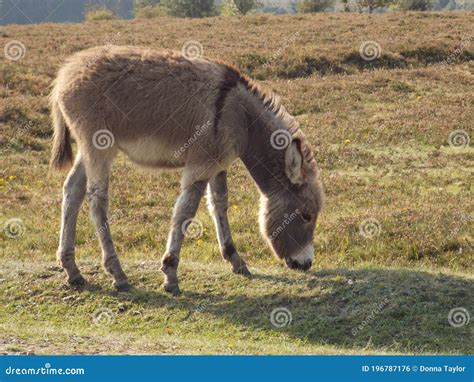 Baby Donkey Foal In The New Forest Hampshire Stock Photo Image Of