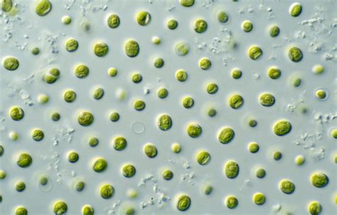 What Are Micro Algae Biosuperfoodbiosuperfood Micro Algae Worldwide