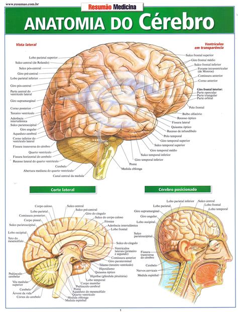Quais Sao As Partes Do Cerebro - Quantas Partes Se Divide O Cérebro Humano E Quais São? – ZKRJU