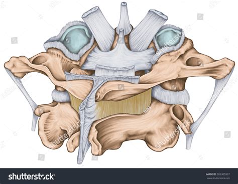 Los ligamentos de la articulación atlantoaxial: ilustración de stock ...