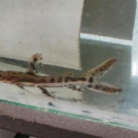 jual ikan tsn catfish kota depok phoncolmeli tokopedia