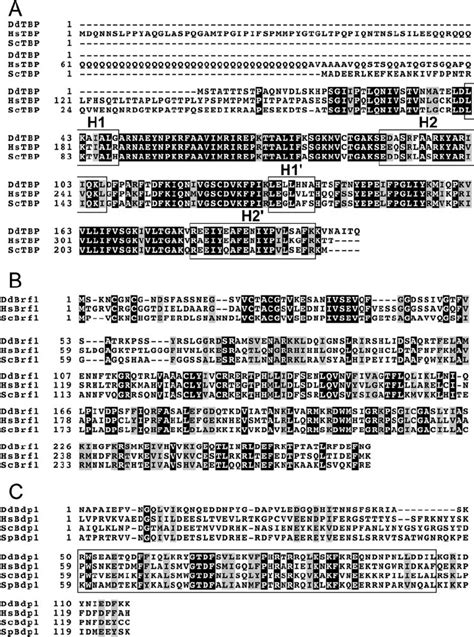 Ddtfiiib Subunits A Clustal X Alignment Of Ddtbp With Hstbp And