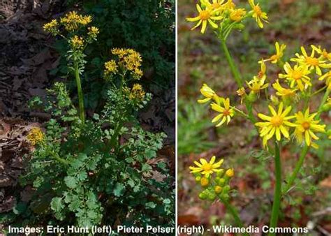 Yellow Flowering Lawn Weeds Identification And Control With Pictures