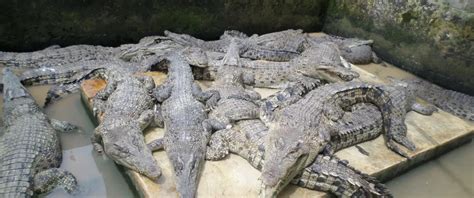 Taman Penangkaran Buaya Asam Kumbang Mengenal Taman Reptil Terbesar