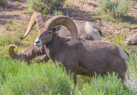 Cannundrums Rocky Mountain Bighorn Sheep Rio Grande Gorge Near Taos