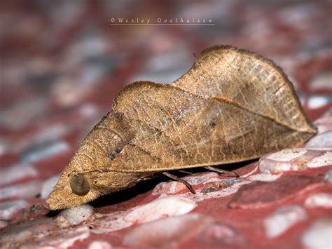 The Vampire Moth Calyptra Minuticornis The Vampire Moth Flickr