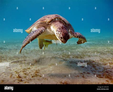 Green turtles are the largest of all sea turtles. A typical adult is 3 to 4 feet long and weighs ...