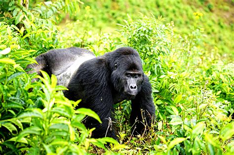 11-Day Safari With Gorilla And Chimpanzee Tracking