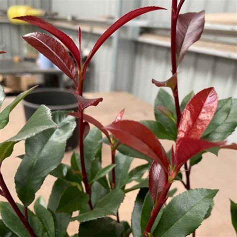 Photinia X Fraseri Carre Rouge Shrub Pot Grown ScotPlants Direct UK