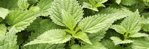 Stinging Nettle Control: How to Get Rid of Stinging Nettle | Solutions ...