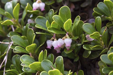 Cold Hardy Evergreen Shrubs: Choosing Evergreen Shrubs For Zone 4 ...