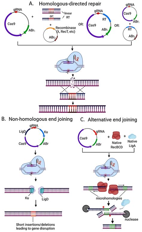 Strategies Used For Crispr Cas Based Genome Editing In Bacteria A