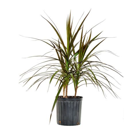 United Nursery Dracaena Marginata Magenta Plant Madagascar Dragon Tree