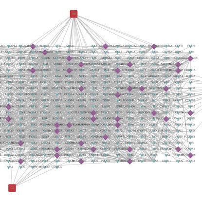 Network Of Herbs In SMP Compounds And Corresponding Targets The Blue