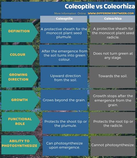 Difference Between Coleoptile and Coleorhiza | Compare the Difference ...