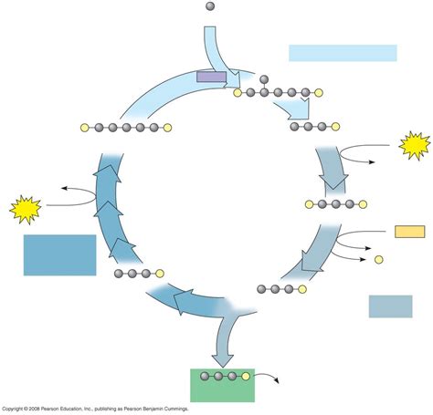 Calvin Cycle Diagram Quizlet