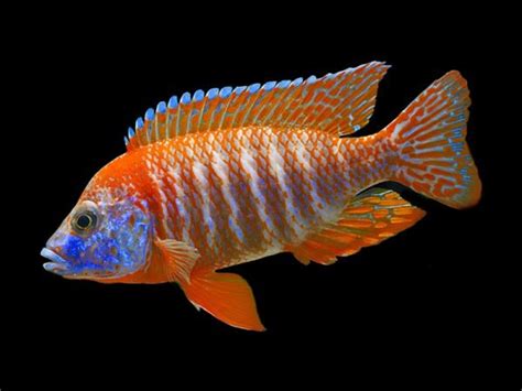 Red Peacock Cichlid – Diapteron Shop