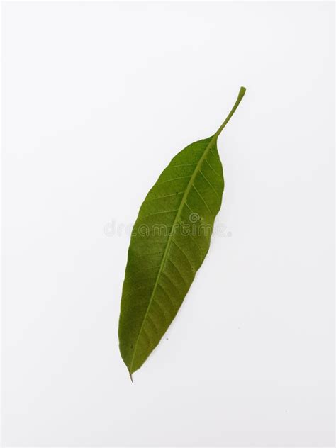 242 Mango Tree Top View Isolated White Background Stock Photos Free