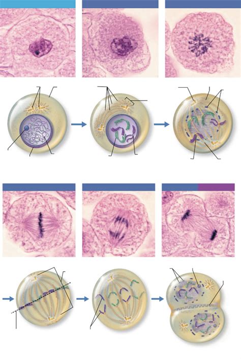 Interphase Cell And The Events Of Cell Division Diagram Quizlet