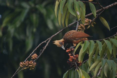 Foto Pica Pau Louro Celeus Lugubris Por Marina Marchezini Wiki Aves