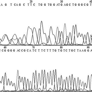 Sanger Sequencing Result Of Hsa Circ 0006470 Sequencing Result Of