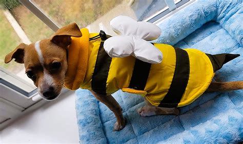 15 Best Boston Terrier Halloween Costumes.