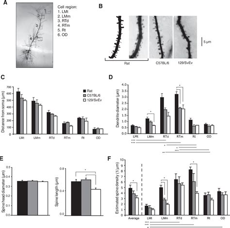 Figure 2 From Anatomical And Electrophysiological Comparison Of CA1