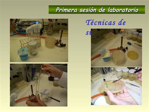 Practica De Bacteriolog A Para Instituto De Secundaria Ppt