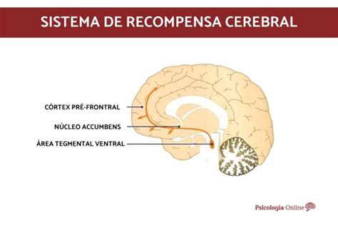 Sistema de recompensa cerebral o que é e como funciona