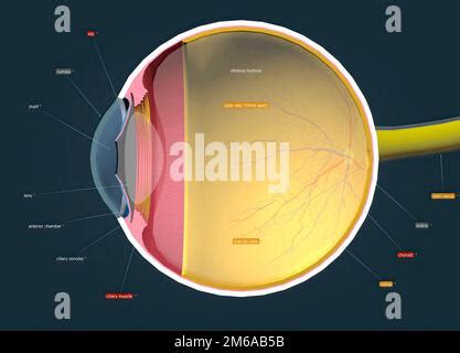 Struktur Des Menschlichen Auges Und Anatomie Der Vision D Darstellung