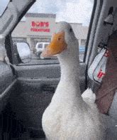 Duck Yeah GIF - Duck Yeah - Discover & Share GIFs